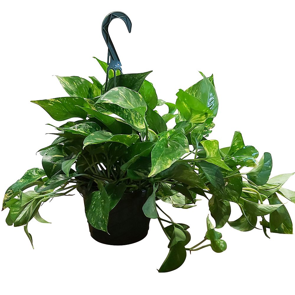 Foliera 8 Inch Pothos Ouse Plant In Hanging Basket The Home Depot Canada