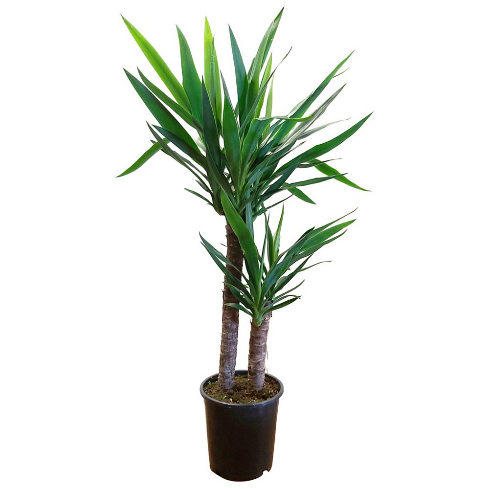 Foliera 8.25-inch Yucca Cane Indoor House Plant | The Home Depot Canada