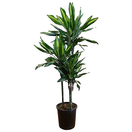 Indoor Plants - Plants, Trees & Flowers | The Home Depot Canada