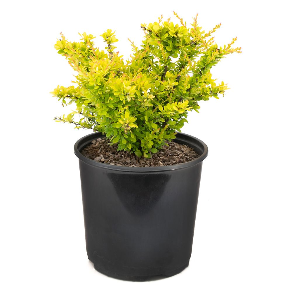 Garden Elements 2 Gallon Sunsation Yellow Barberry (Berberis) | The ...