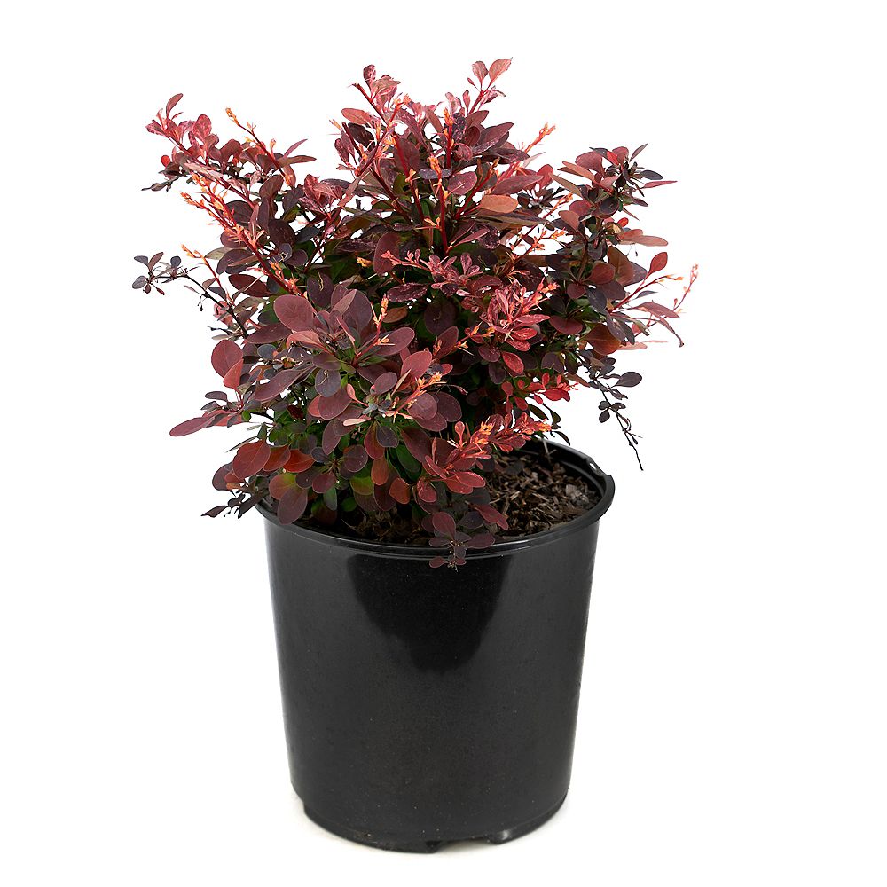 Garden Elements 7.5l Rose Glow Barberry (berberis) Shrub 