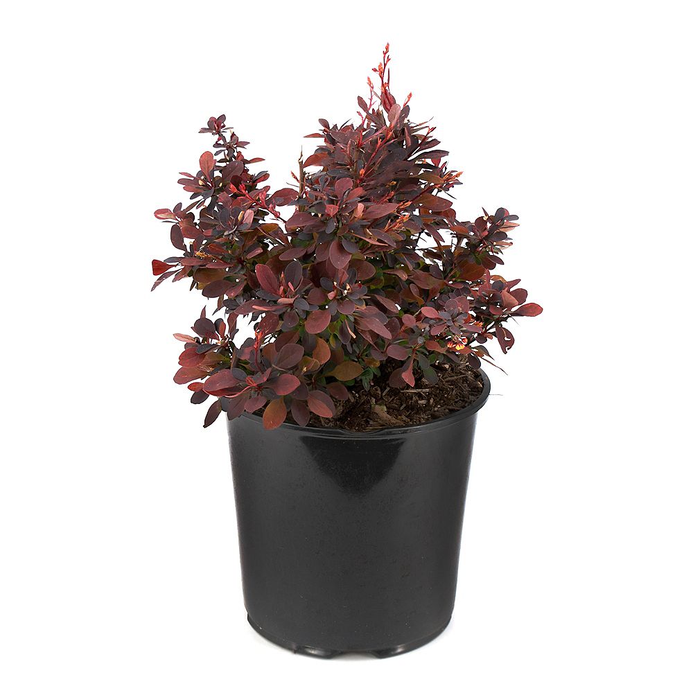 Garden Elements 7.5L Ruby Carousel Barberry (Berberis) Shrub | The Home ...