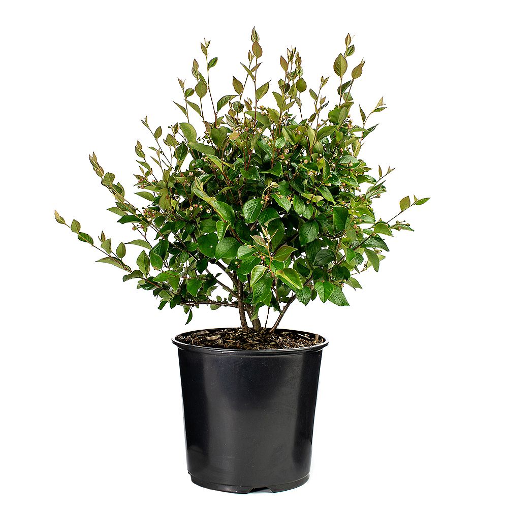 Garden Elements 7.5L Peking Hedge Cotoneaster Shrub | The Home Depot Canada