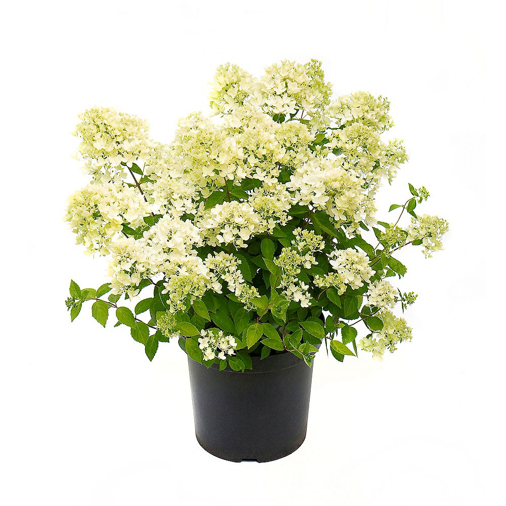 Garden Elements 2 Gallon Bombshell Hardy Hydrangea (Paniculata) The