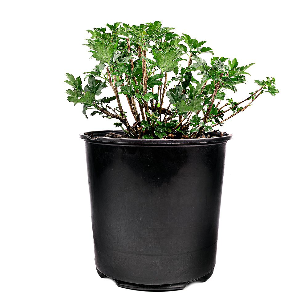 Garden Elements 7 5l Alpine Currant Ribes Shrub The Home Depot Canada