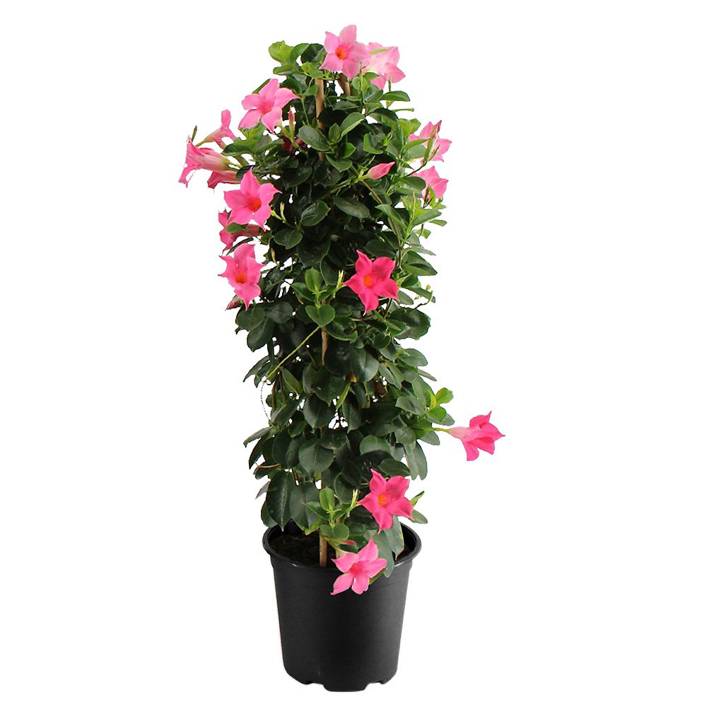 Foliera 11-inch Pink Small Leaf Mandevilla Tropcial Vine on Trellis
