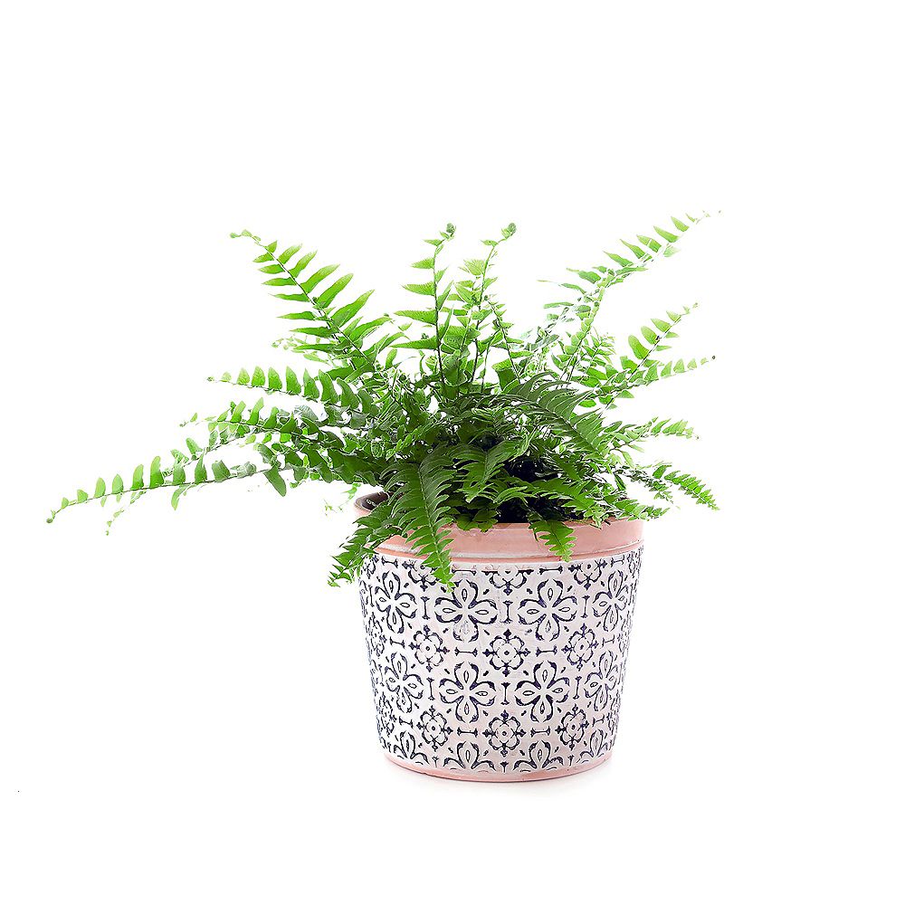 Healthy Home Boston Fern (Nephrolepis Nevada) Tropical Plant in