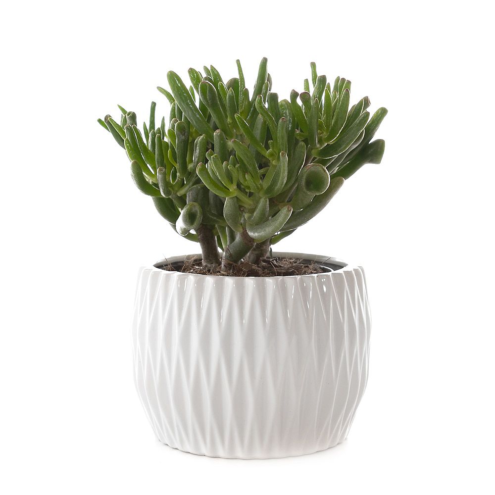 Healthy Home Hobbit Jade (Crassula ovata) Succulent Plant