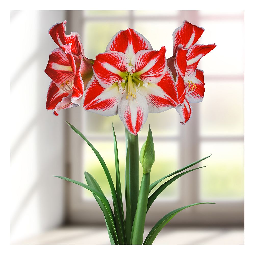 Bulbs are Easy Amaryllis Spartacus Large Flower Bulb (32/34cm) - 2 ...