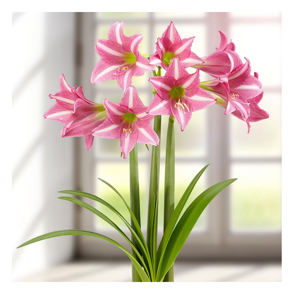 Bulbs are Easy Amaryllis Estella Large Flower Bulb (32/34cm) 2 Bulbs The Home Depot Canada