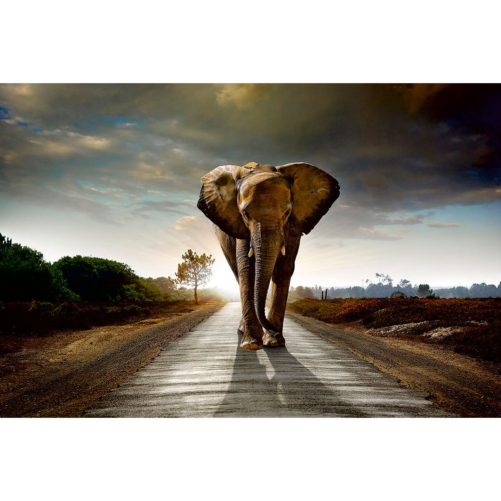 Dimex Walking Elephant Wall Mural The Home Depot Canada