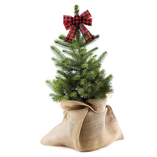 Natural Decor Living Christmas Spruce Tree 2G (7.5L)