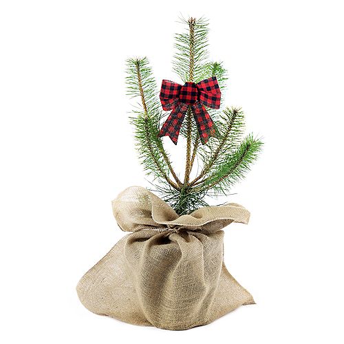 Hey Charlie! Scots Pine Holiday Planter 2g