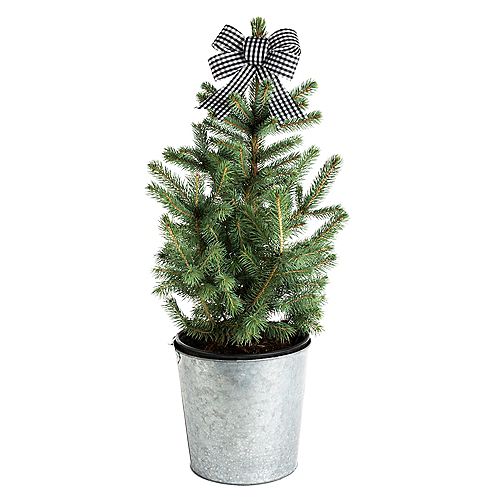 Baby Blue Living Christmas Spruce Tree 2G (7.5L)