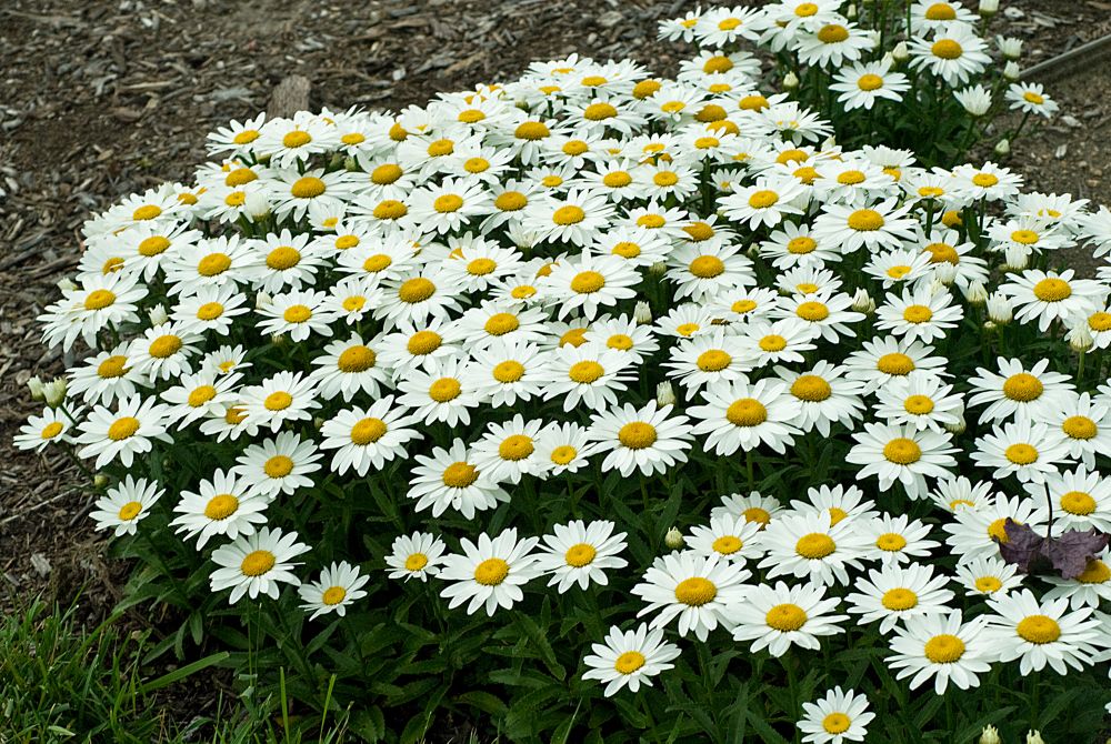 Landscape Basics 1 Gallon Shasta Daisy 'Snowcap' White (Leucanthemum X ...