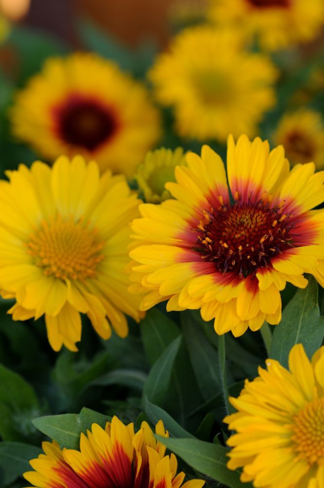 mesa bicolor blanket flower