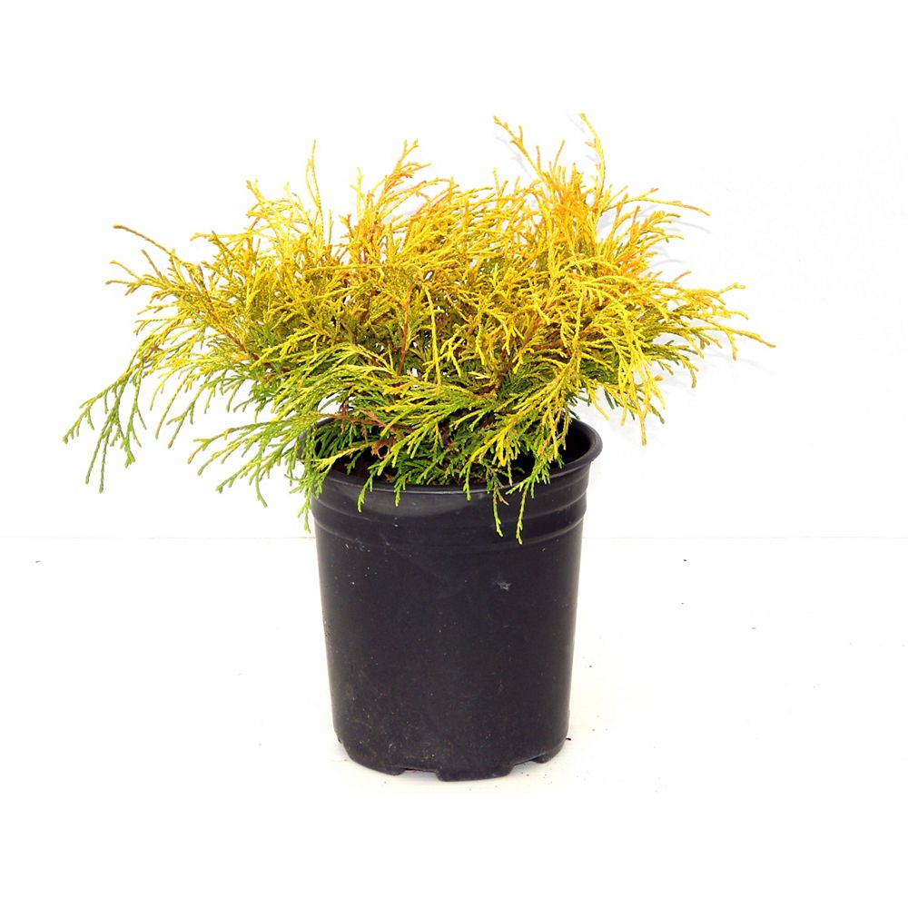 Home Depot 1g Golden Mops Cypress Ornamental Evergreen The Home Depot