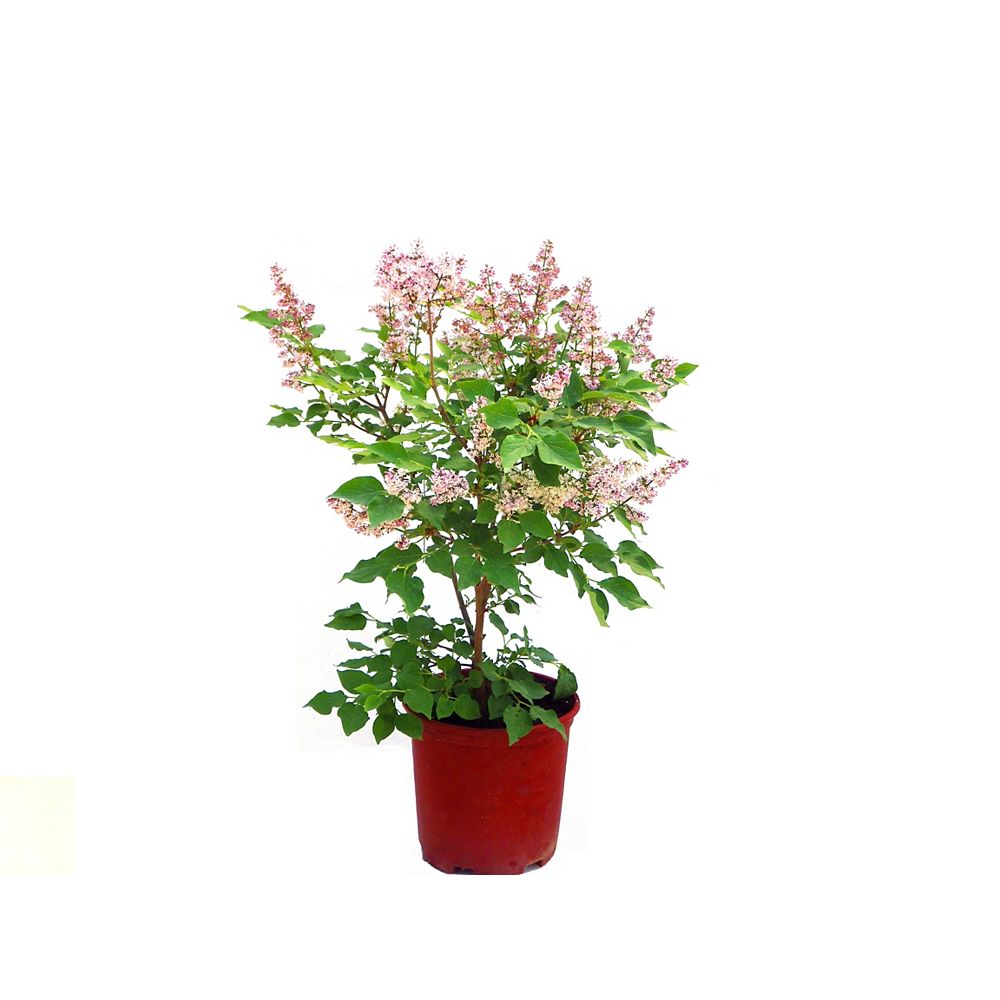 Home Depot Lilac Miss Kim 1g The Home Depot Canada