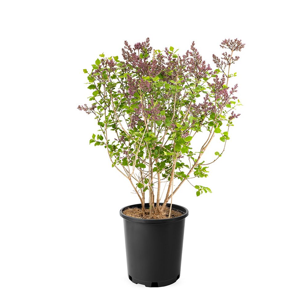 Home Depot 2g Lilac Miss Kim The Home Depot Canada