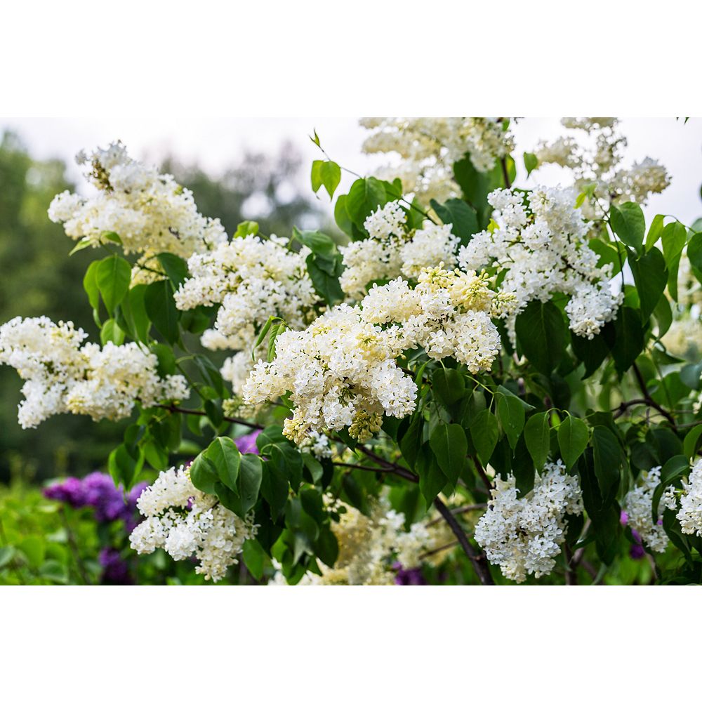 Home Depot Lilac Primrose 2g The Home Depot Canada