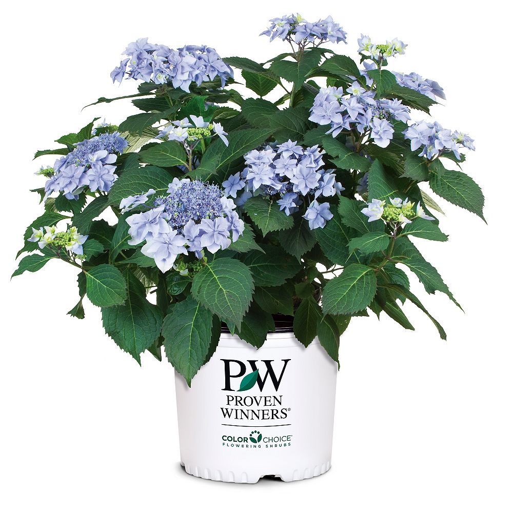 Proven Winners PW Hydrangea Tuff Stuff Ah Ha 2g Home Depot Canada