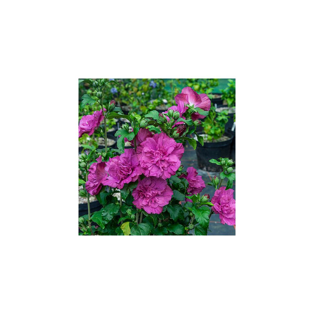 Proven Winners PW Magenta Chiffon Rose of Sharon 2g The Home Depot Canada