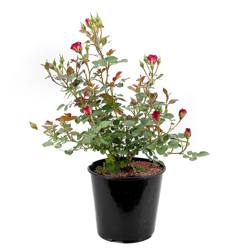 Garden Elements 7.5L Never Alone Rose Flowering Shrub The Home Depot