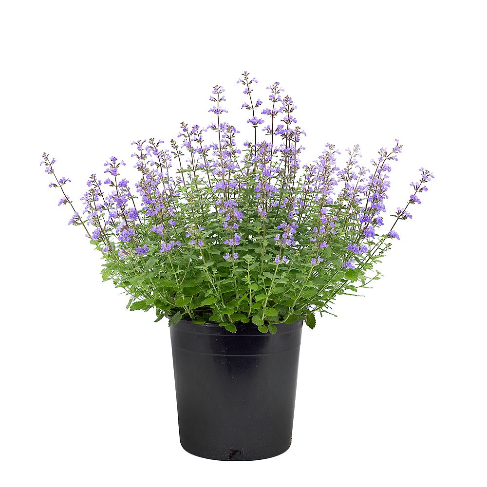 Garden Elements Herbe A Chat Purrsian Blue Nepeta Plante A Fleurs En Pot De 7 5 L Home Depot Canada