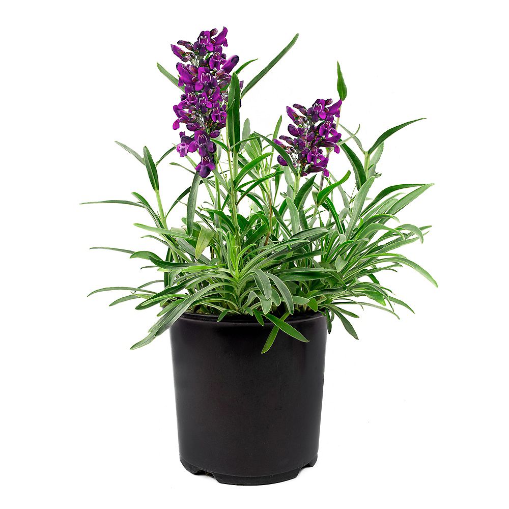 Garden Elements 7.5L Purple Riding Hood Beardtongue (Penstemon
