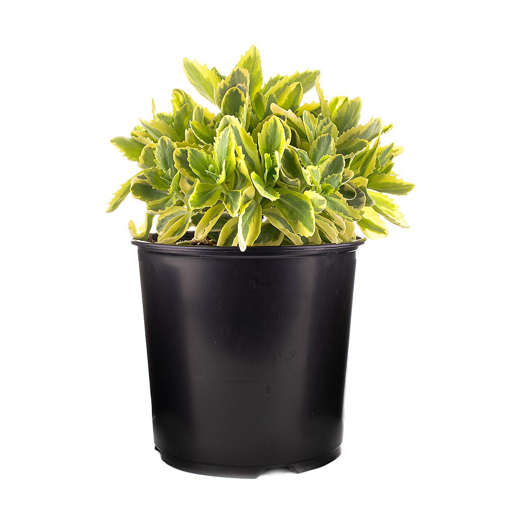 Garden Elements 7.5L Elsie's Gold Stonecrop (Sedum) Succulent Plant