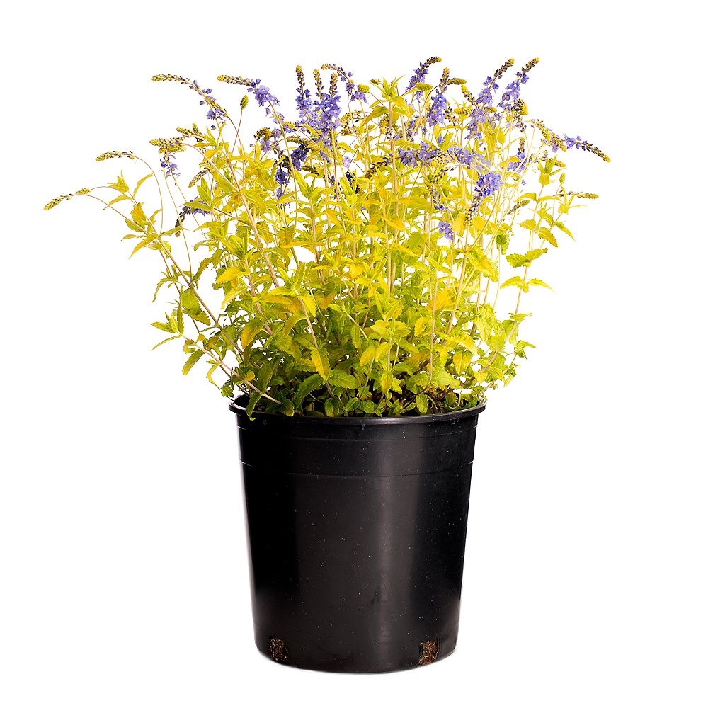 Garden Elements 7.5L Aztec Gold Veronica Flowering Plant The Home