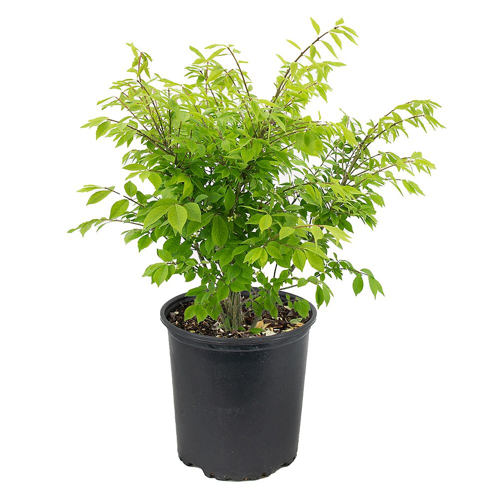 Garden Elements 7 5l Dwarf Winged Burning Bush Euonymus Shrub The Home Depot Canada