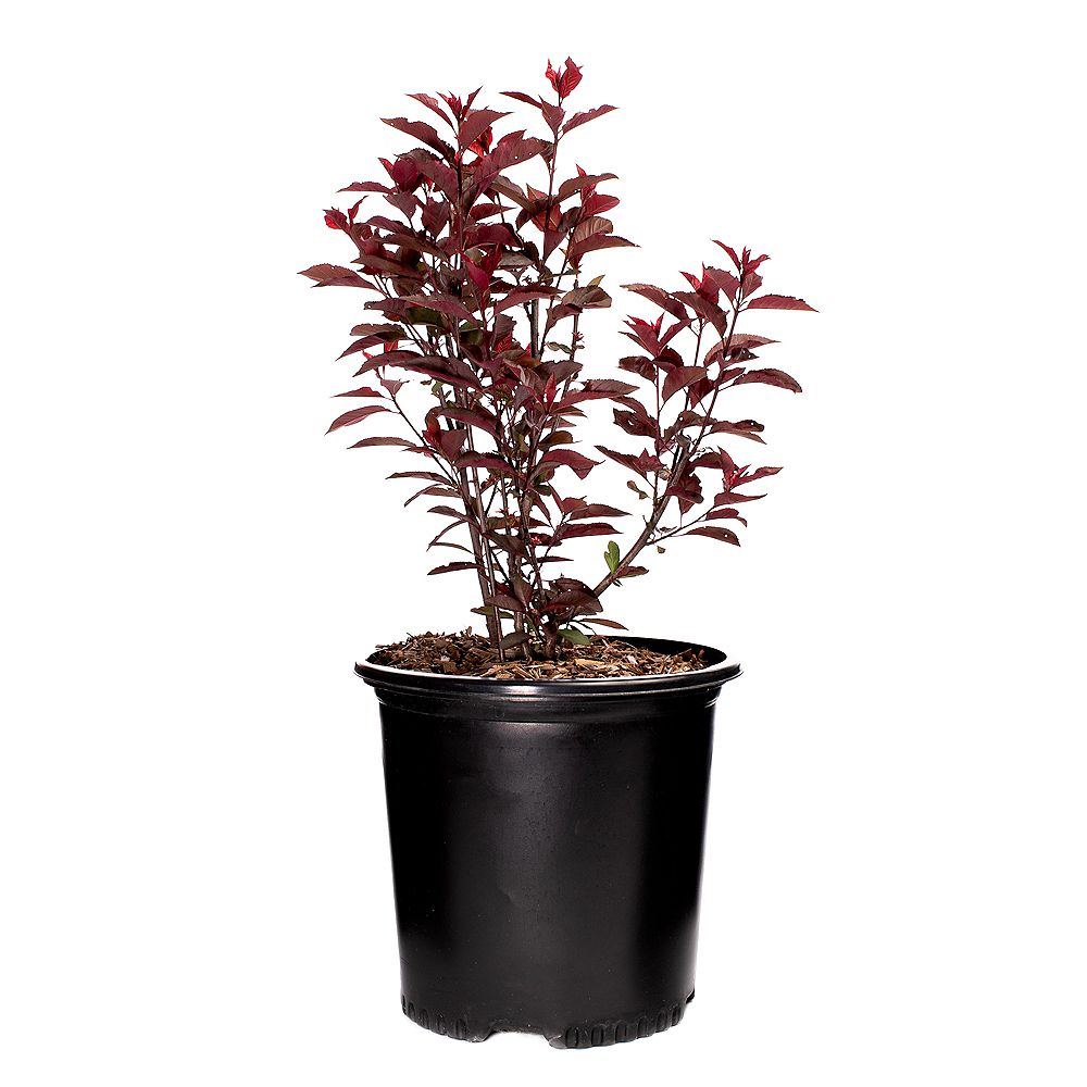 Garden Elements 7 5l Purpleleaf Sandcherry Prunus Flowering Shrub The Home Depot Canada
