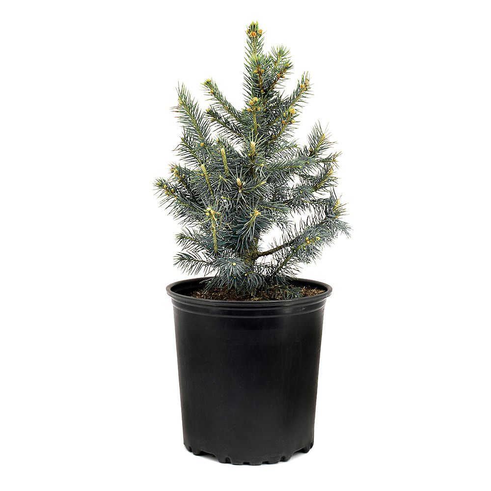 Garden Elements 7 5l Baby Blue Colorado Spruce Picea Evergreen Tree The Home Depot Canada