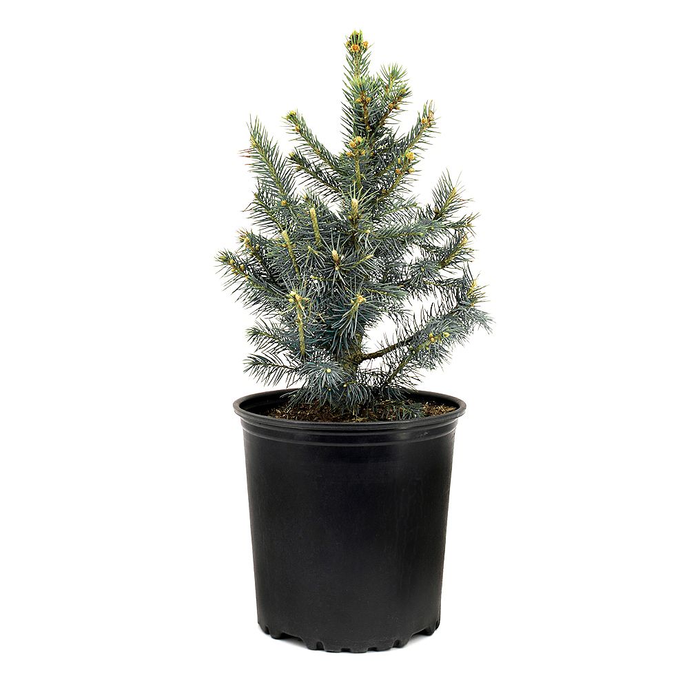 Garden Elements 7 5l Baby Blue Colorado Spruce Picea Evergreen Tree The Home Depot Canada Garden Elements 7 5l Baby Blue Colorado Spruce Picea Evergreen Tree The Home Depot Canada