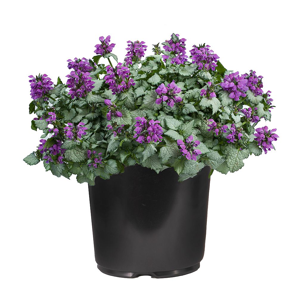 Garden Elements 7.5L Lami Dark Purple Creeping Lamium Flowering Plant ...