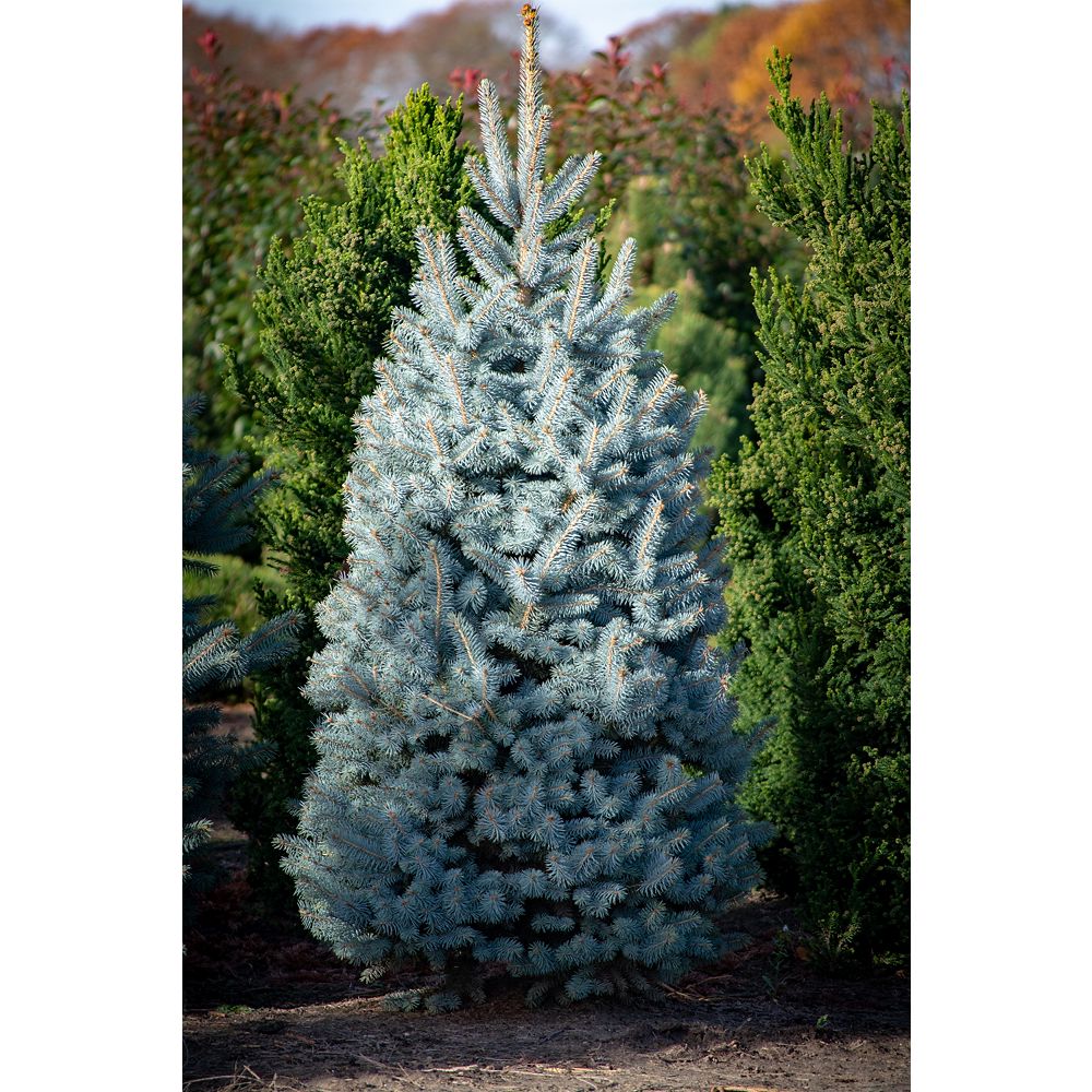 Home Depot Colorado Blue Spruce 3g The Home Depot Canada