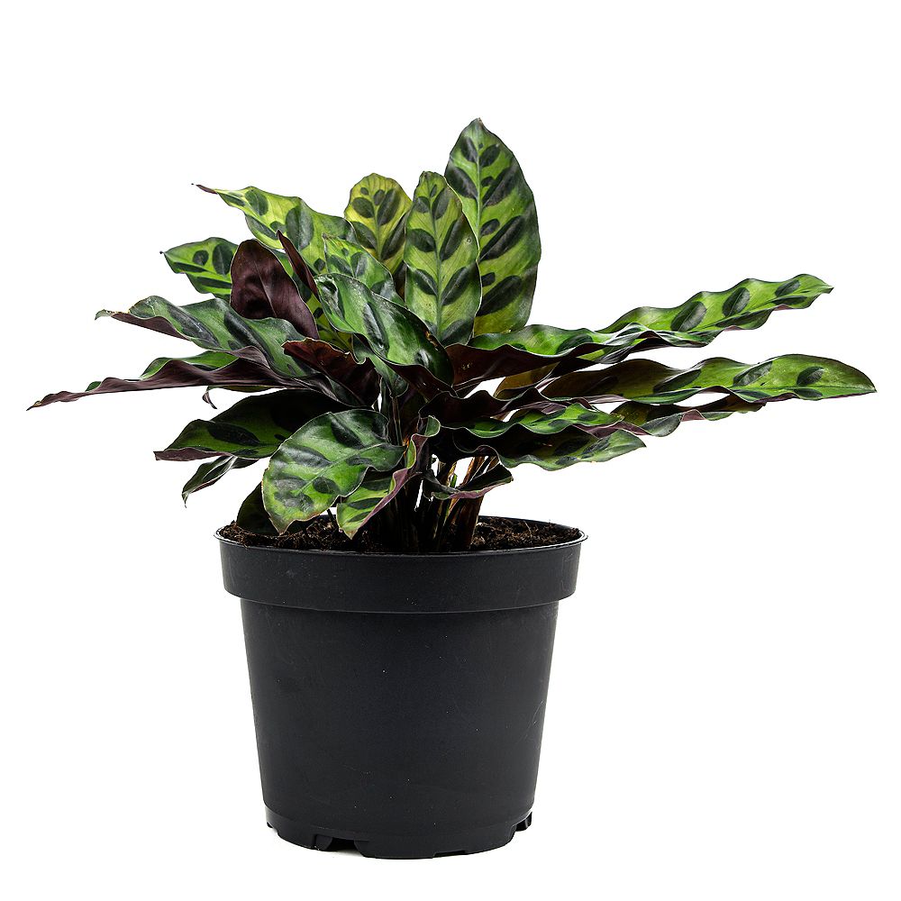 Healthy Home Calathéa Rattlesnake (Calathea lancifolia) plante tropicale en pot de culture