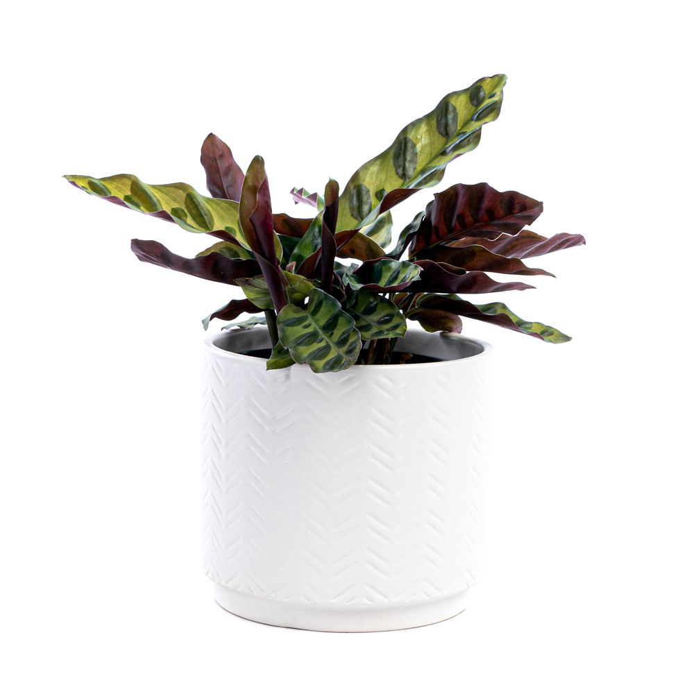Healthy Home Rattlesnake (Calathea lancifolia) Tropical plant with Glossy White Ceramic De