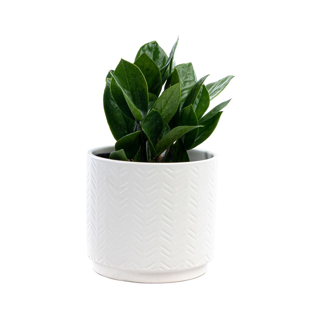 Healthy Home ZZ Zanzibar (Zamioculcas zamiifolia) Tropical plant with